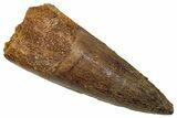 Fossil Spinosaurus Tooth - Real Dinosaur Tooth #345407-1